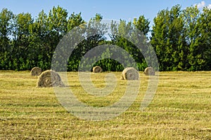 Autumn harvest. Harvesting forage for livestock. Haystacks in the field against the forest.