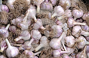 Autumn harvest - Heads of pruned garlic