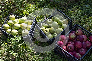 Autumn harvest of healthy organic growing natural green and red apples