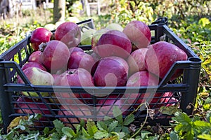 Autumn harvest of healthy organic growing natural green and red apples