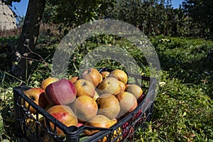 Autumn harvest of healthy organic growing natural green and red apples