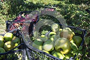 Autumn harvest of healthy organic growing natural green and red apples