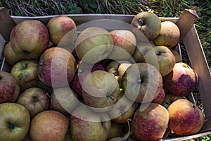Autumn harvest of healthy organic growing natural green and red apples