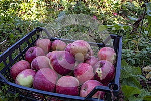 Autumn harvest of healthy organic growing natural green and red apples