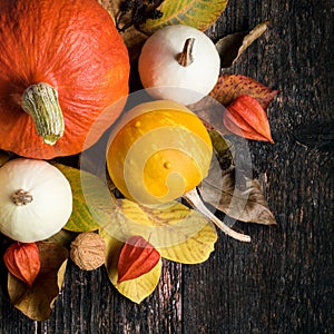 Autumn Harvest and Holiday still life. Happy Thanksgiving Background. Selection of various pumpkins on dark wooden background.