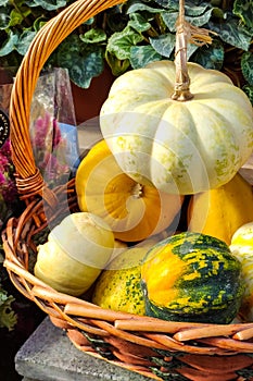 Autumn Harvest and Holiday still life. Happy Thanksgiving. Selection of various pumpkins on dark wooden background