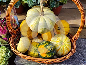 Autumn Harvest and Holiday still life. Happy Thanksgiving. Selection of various pumpkins on dark wooden background