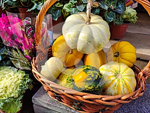 Autumn Harvest and Holiday still life. Happy Thanksgiving. Selection of various pumpkins on dark wooden background