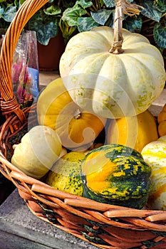 Autumn Harvest and Holiday still life. Happy Thanksgiving. Selection of various pumpkins on dark wooden background