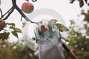 Autumn harvest of juicy and edible apples from a country apple orchard. An ancient tool for picking apples from remote places on