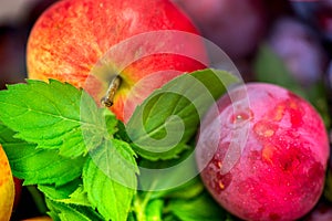 Autumn harvest. Macro shot of a freshly picked red ripe apple next to bright green peppermint leaves and dark pink plums