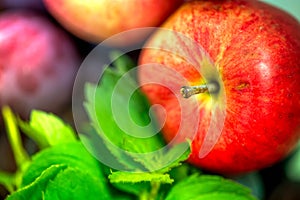 Autumn harvest. Macro shot of a freshly picked red ripe apple next to bright green peppermint leaves and dark pink plums