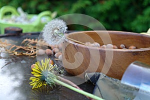 Autumn harvest of nuts and dandelions yellow and white, concept, selective focus