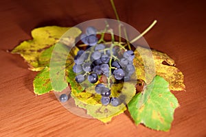 A bundle of grape wine
