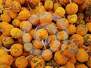 Autumn Harvest with Pumpkins and Gourds