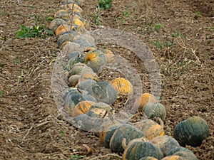 Autumn harvest of pumpkins, NiederÃ¶sterreich