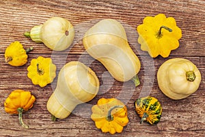 Autumn harvest pumpkins. Set of different types of squash