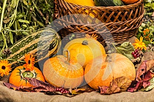 Autumn harvest of pumpkins and squashes in a basket on grass