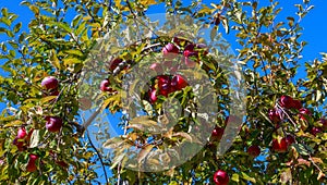 Autumn Harvest Red Apples