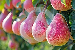 Autumn harvest. ripe pears on tree in countryside, scenic photography shot of farming and gardening