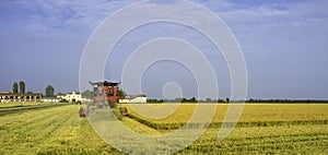 Autumn harvest of ripe rice. Color Image