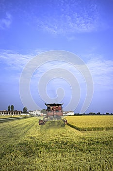 Autumn harvest of ripe rice. Color Image