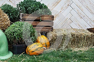 Autumn harvest, ripe vegetables, organic food