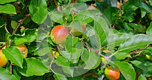 Autumn harvest. Ruddy fresh juicy sour eco vegan edible on apple tree. Natural food products. Without pesticides