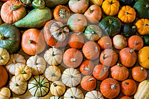 Autumn harvest of squshes and pumpkins