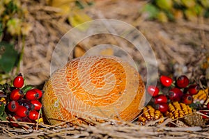 Autumn harvest, still life with ripen pumpkin, apple, corn