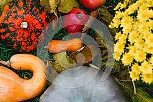 autumn harvest still life with yellow Chrysanthemum, pumpkins, hokkaido and apples