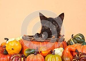 Autumn harvest tortie kitten in pumpkin basket