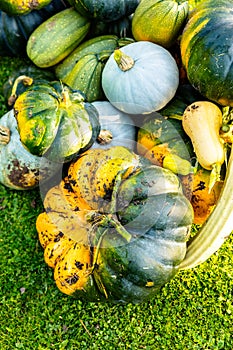 Autumn harvest of various squash from the Cucurbitaceae family photo