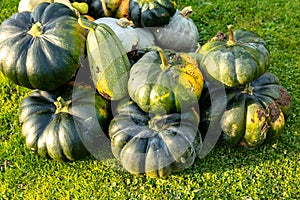 Autumn harvest of various squash from the Cucurbitaceae family photo