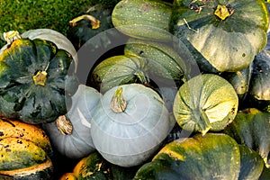 Autumn harvest of various squash from the Cucurbitaceae family photo