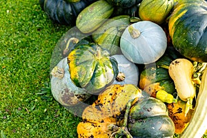 autumn harvest of various squash from the Cucurbitaceae family photo