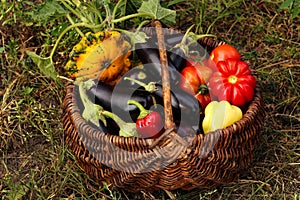 Autumn harvest of vegetables in a basket on the garden