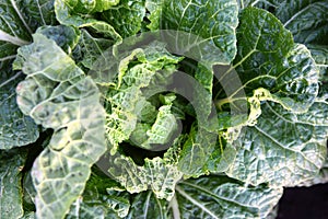Autumn harvest of vegetables.Vegetable crops. Close-up of lettuce leaves.Top view.
