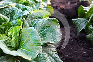 Autumn harvest of vegetables. Vegetable crops. Close-up of lettuce leaves.Top view.Cabbage in the garden.