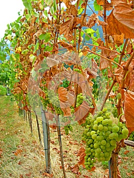 Autumn harvest vineyard color