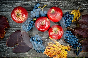 Autumn harvest at vineyard and farm with ripe grapes and red apples, fresh and organic fruits