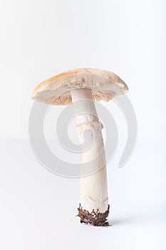 Autumn harvest of wild mushroom isolated on the white background