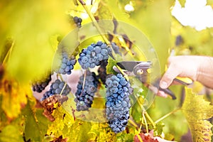 Autumn harvest on wineyard valley. agriculture man harvesting grapes