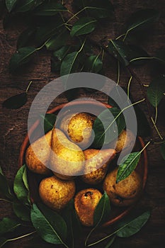 Autumn harvest of yellow pears with leaves on clay plate on old rustic wood kitchen table background