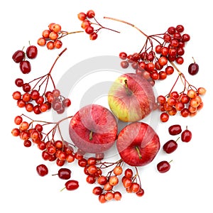 Autumn harvesting. Composition of fruits, berries on a white background. Apples, viburnum, dogwood