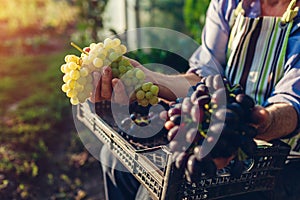 Autumn harvesting. Farmer picking crop of grapes on ecological farm. Happy senior man holding green and blue grapes