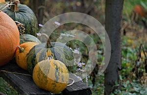 Autumn harvests in the form of pumpkin delicacies