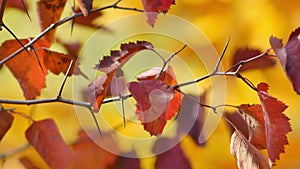 Autumn has arrived! Red leaves of hawthorn sway in breeze