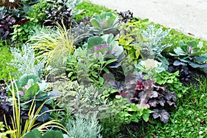 Plantation of autumn perennials and annuals on an ornamental flower bed photo