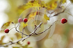 Autumn haw